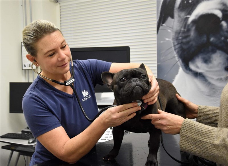 Fransk Bulldog til BOAS test ved Dyrlæge Nina Diers