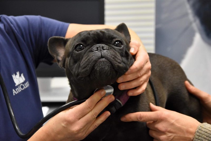 Fransk Bulldog til BOAS test ved Dyrlæge Nina Diers