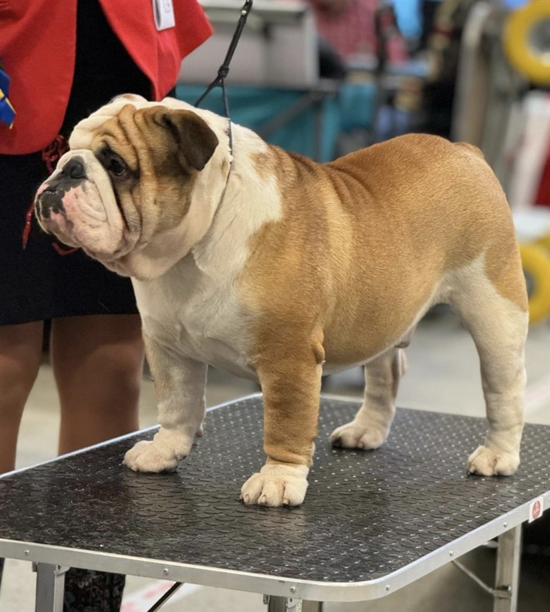 Bullystyle's Zeus Of Olympia